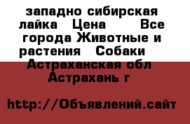 западно сибирская лайка › Цена ­ 0 - Все города Животные и растения » Собаки   . Астраханская обл.,Астрахань г.